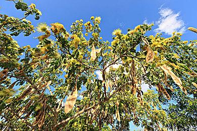 牛仔模拟器《狂野西部时代》：1.0版本将于2024年8月22日发布